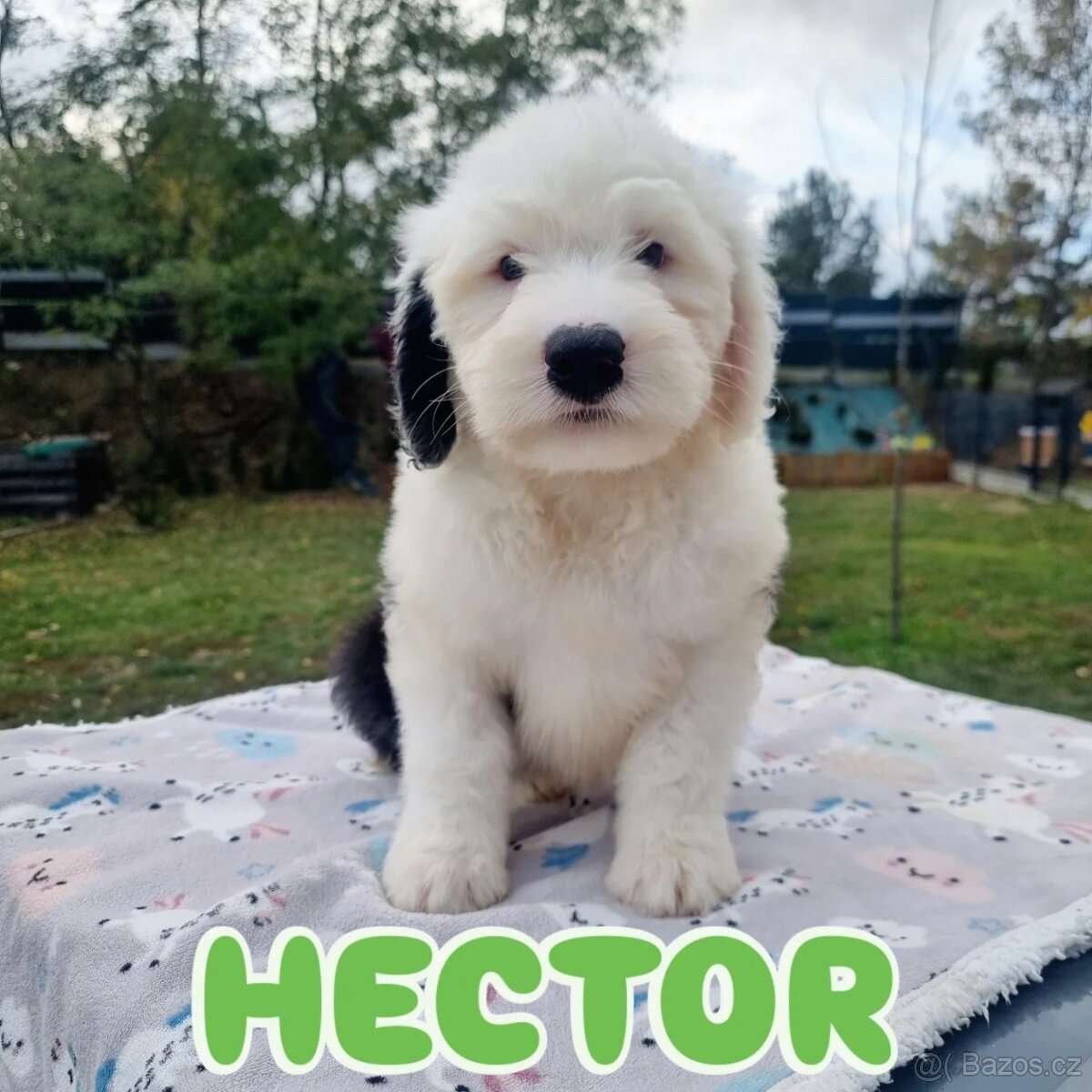 Staroanglický ovčák bobtail - 2 kluci k dispozici - 8