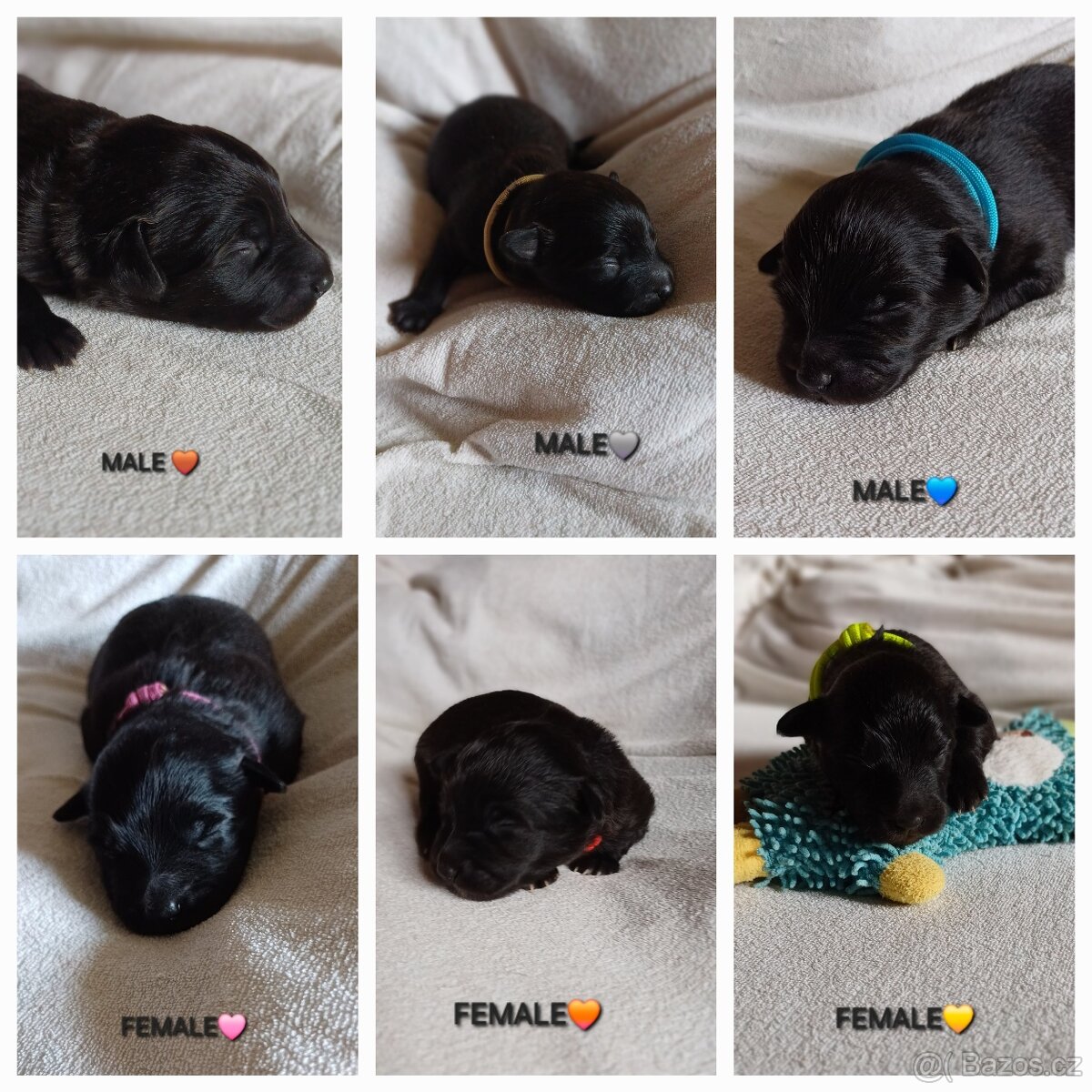 Pyrenejský ovčák FACE RASE s PP - 8