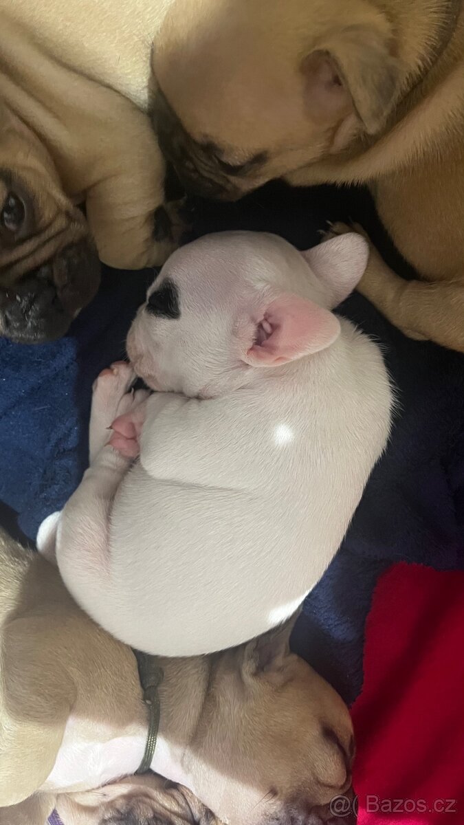 Štěňata francouzský buldoček - 8