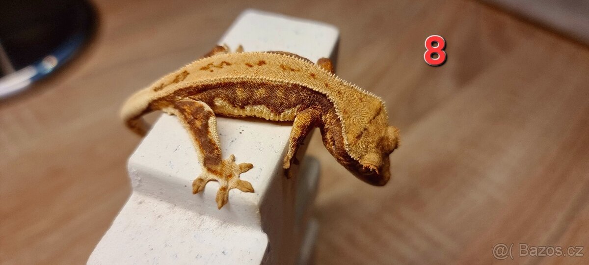 Pagekon řasnatý - 8