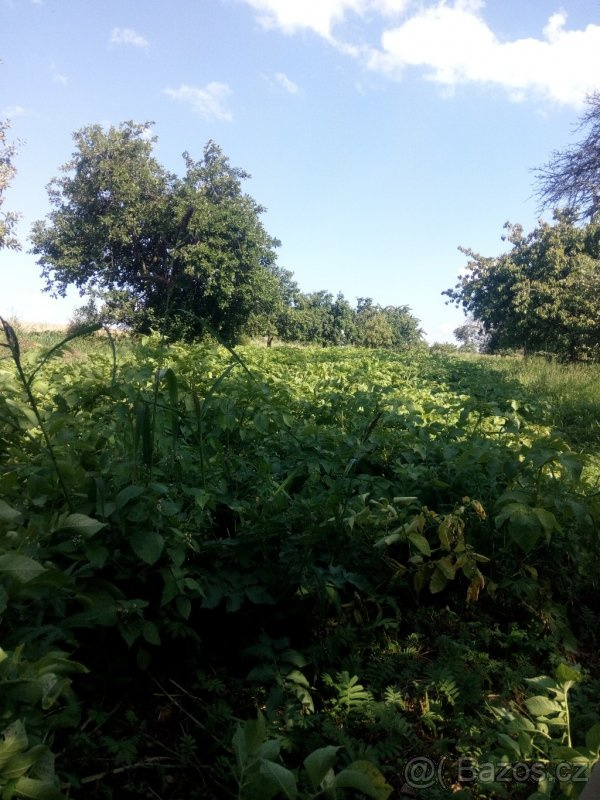 Brambory konzumní, krmné i sadbové – doprodej - 8