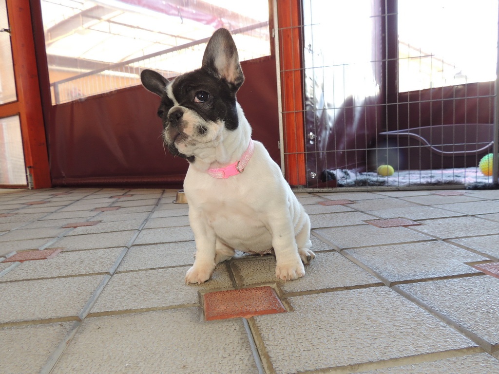 Francouzský buldoček S PP. - 8