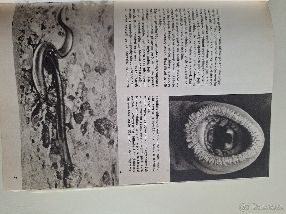 Velký obrazový atlas ryb - 8