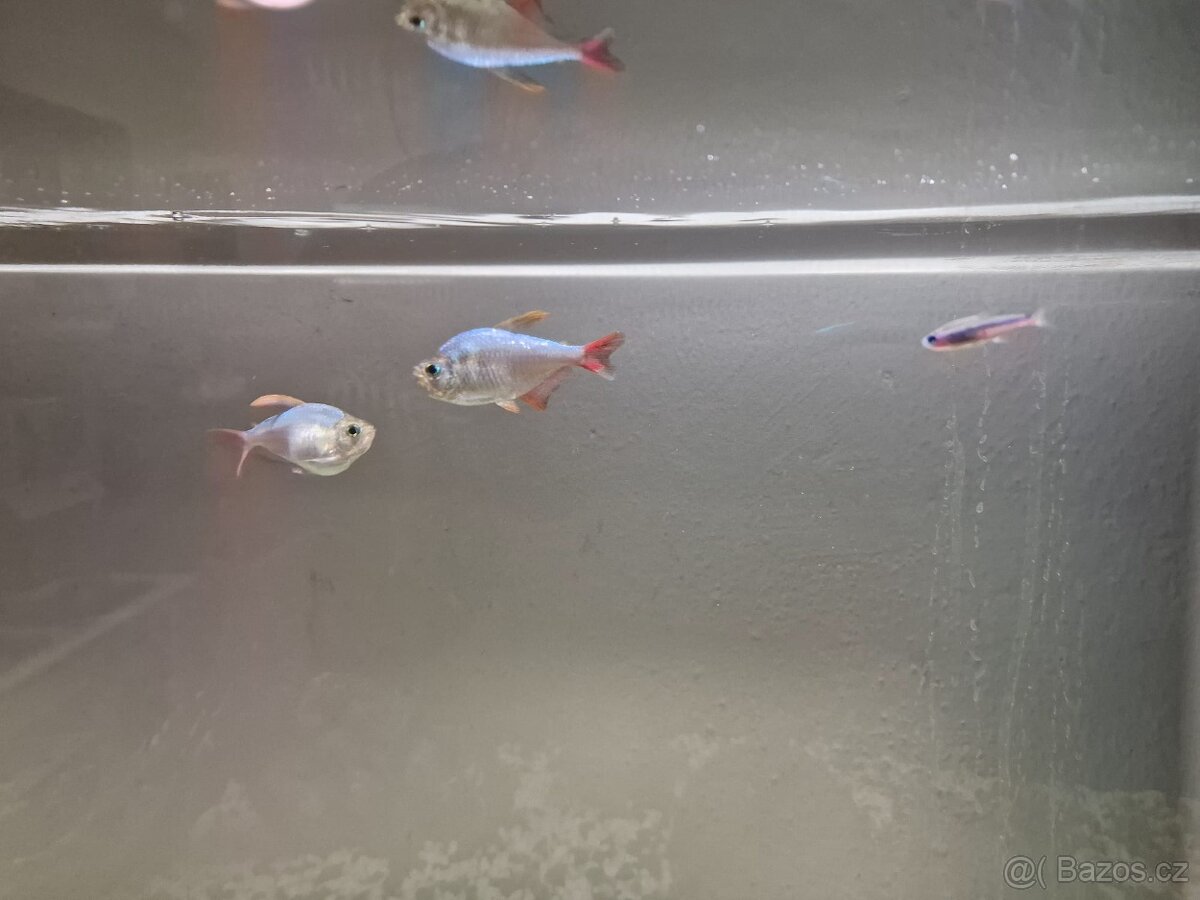 Akvarium Eheim 180l se skříňkou komplet - 8