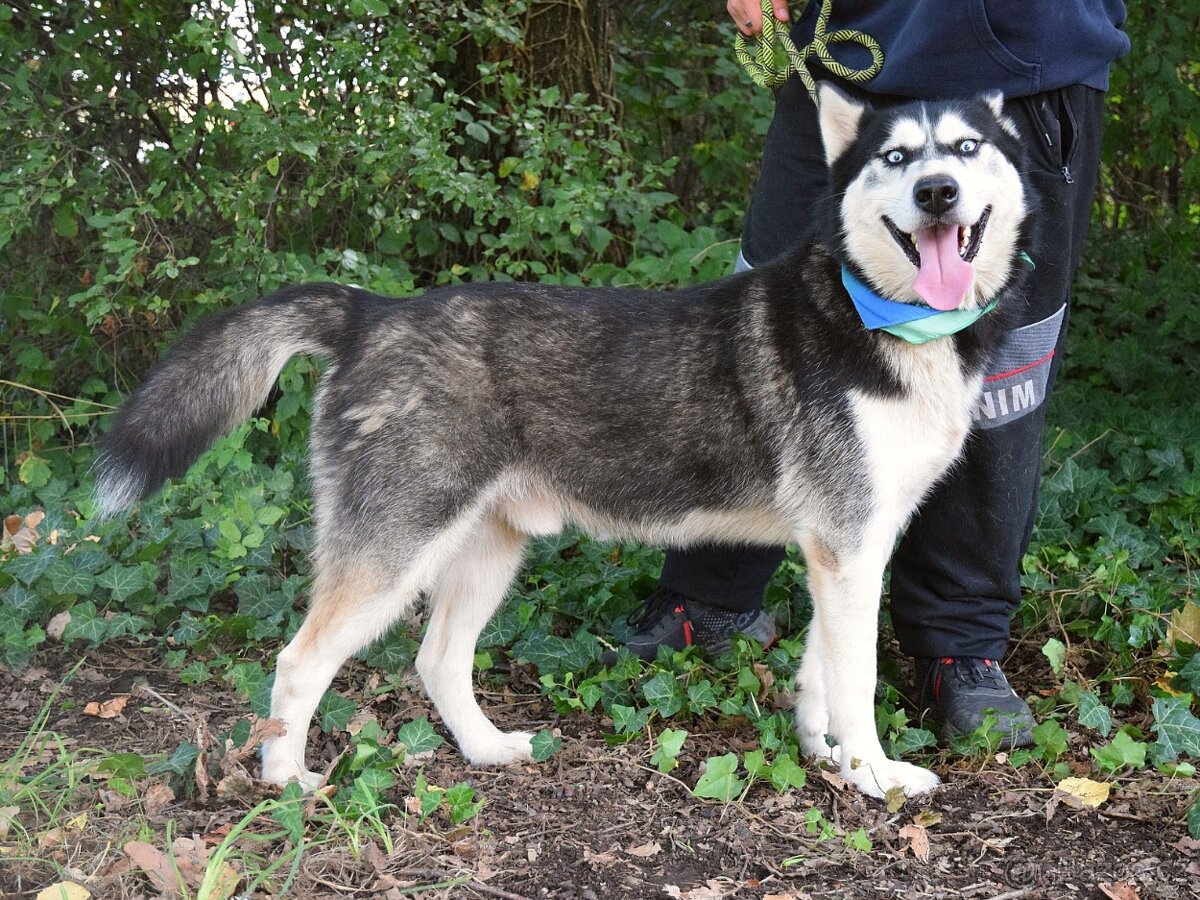 PUMA K ADOPCI - přátelský hasky - 8