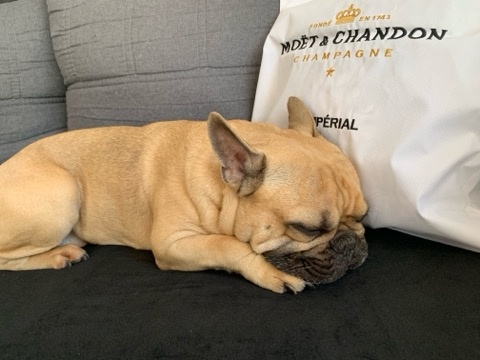 Francouzský buldoček - 8