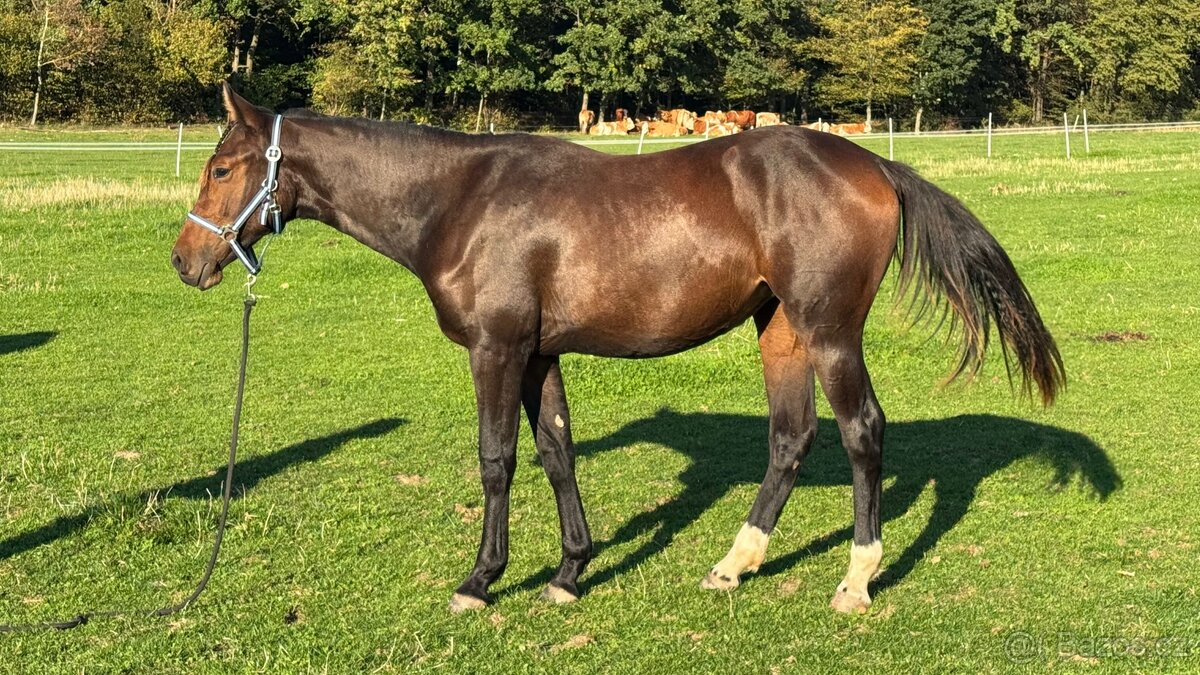 Kobylka ČT 1,5roku - 8