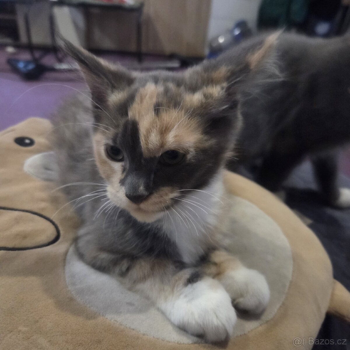 Mainská mývalí kočka - 8