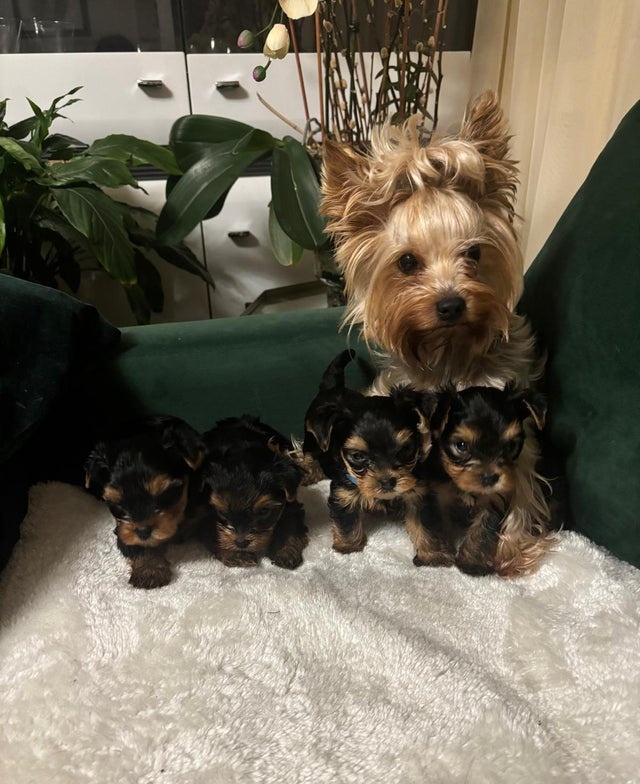 Jorkšírský teriér - 8