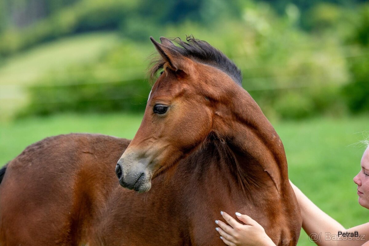 2-letá wpbr klisnička - 8