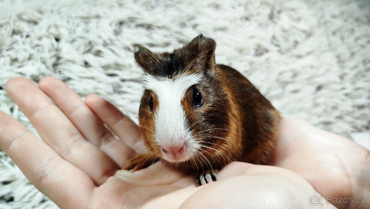 Morče, Morčata, Morčátko, Morčátka - JACOB A JAMES - 8