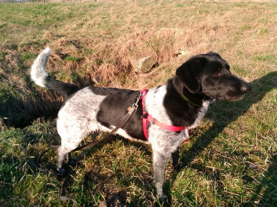 Šťěňata kříženců - 8