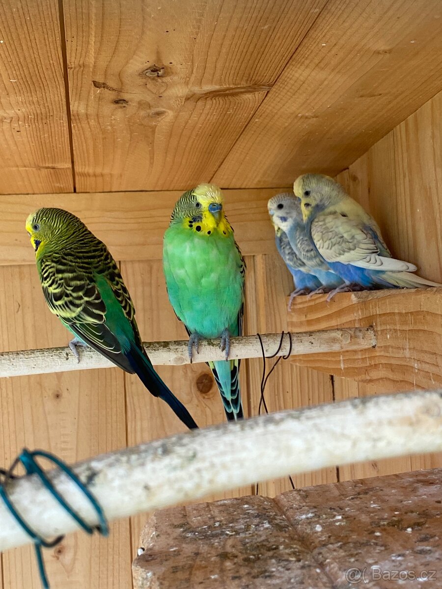 Prodám mladé andulky - 8