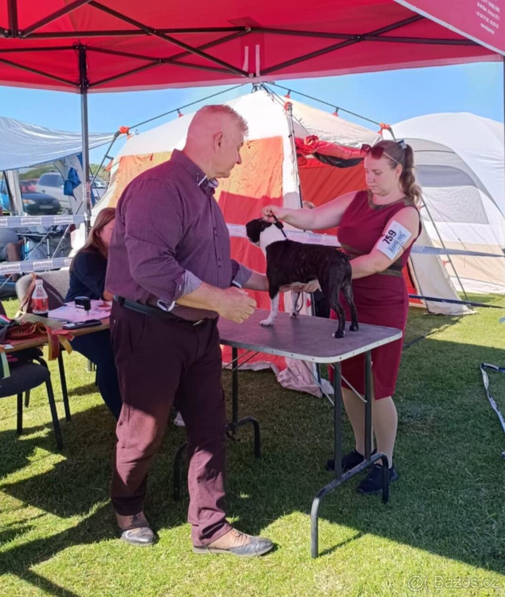 Boston, bostonský terier krytie. - 8