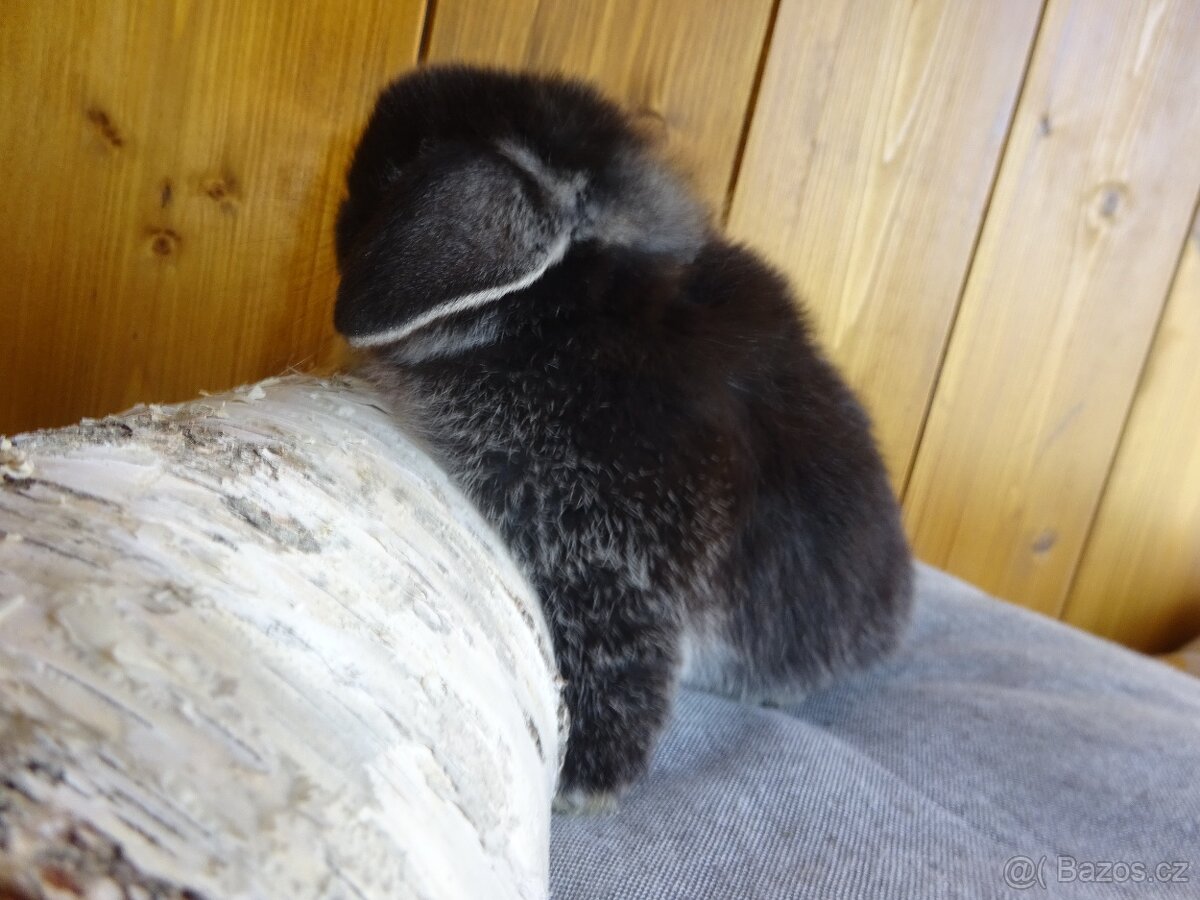 Minilop - sameček - 8