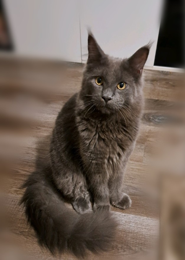 mainská mývalí koťátka - 8