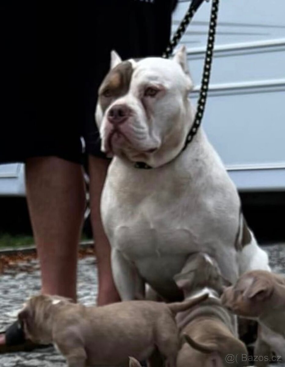 American Bully štěňátka - 8