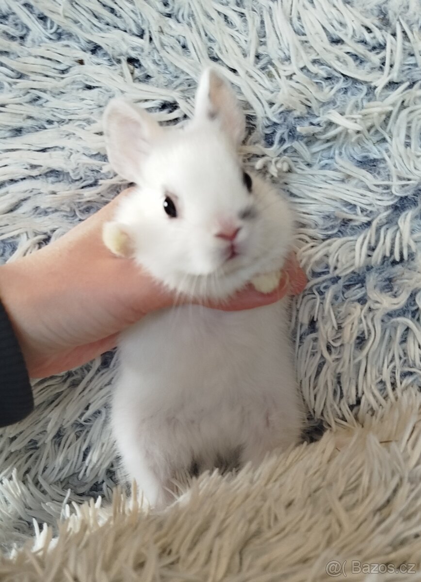 Zakrslý králík - 8