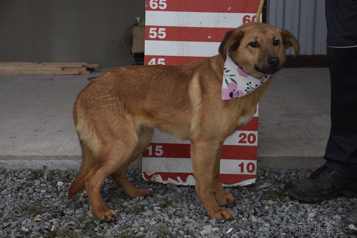 Žofka hledá domov - 8