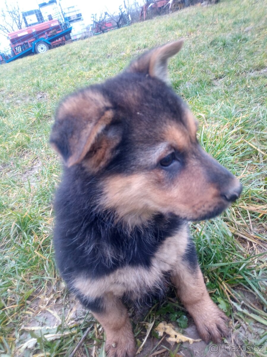 Chodský pes kříženec - 8