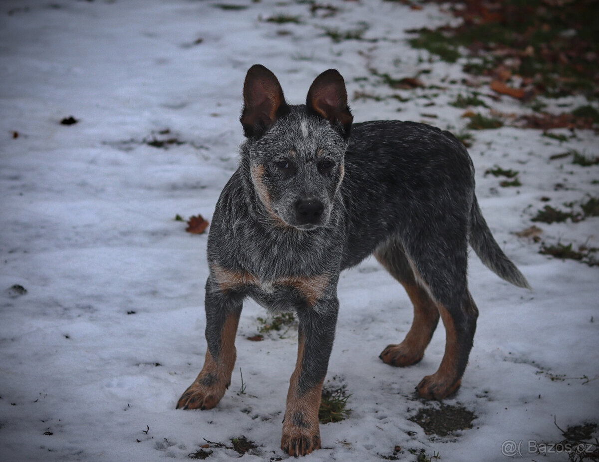 Australský honácký pes, rezervace štěňat s PP, volní kluci - 8