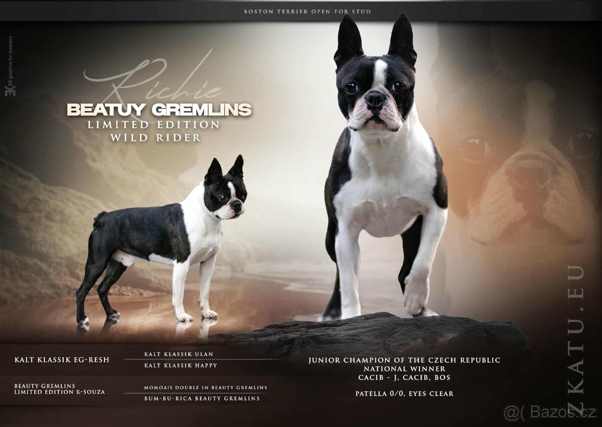 Bostonský teriér - 8