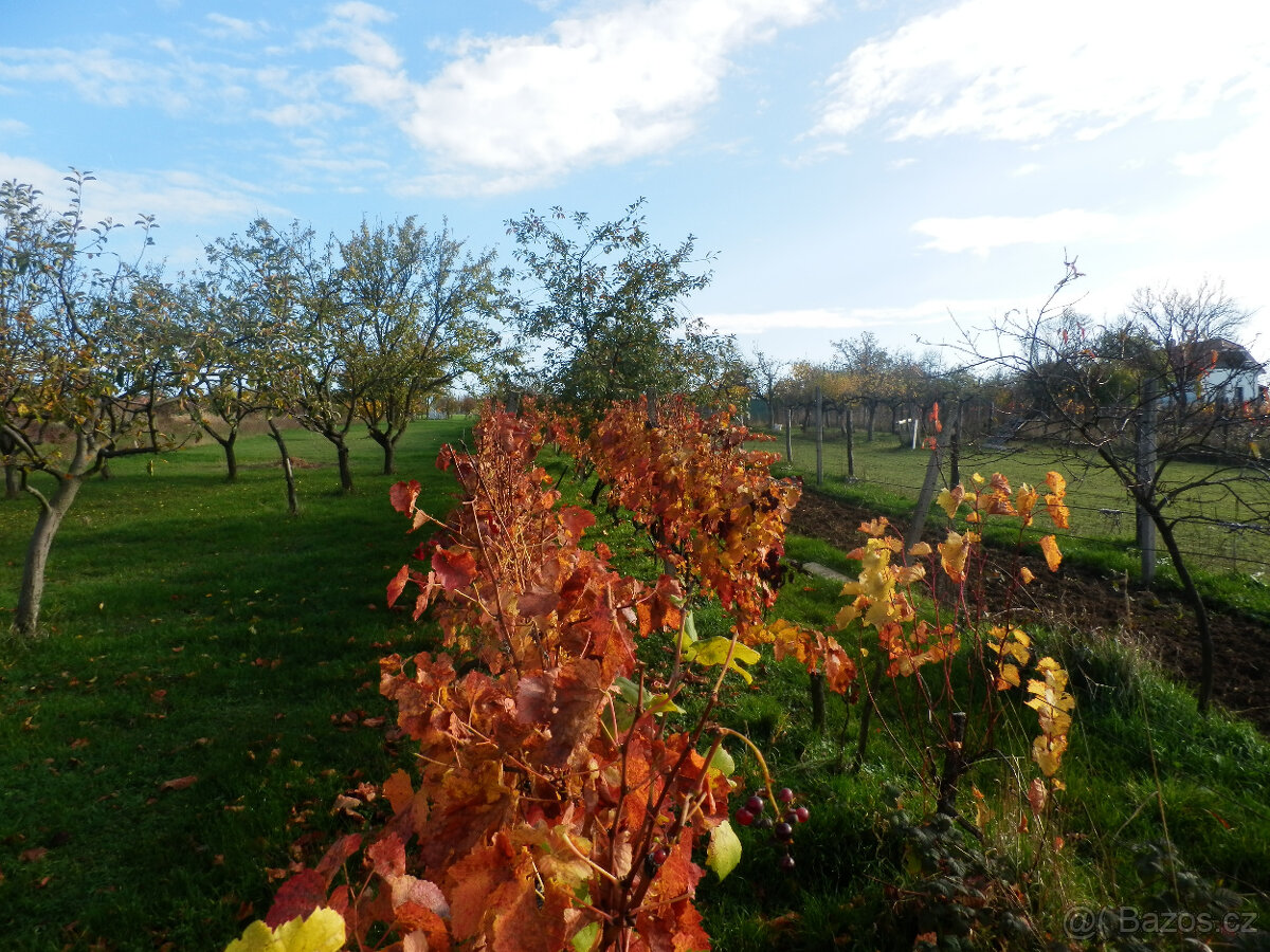 Predám vinohradnícky domček s pozemkom v Skalici na Slovensk - 8