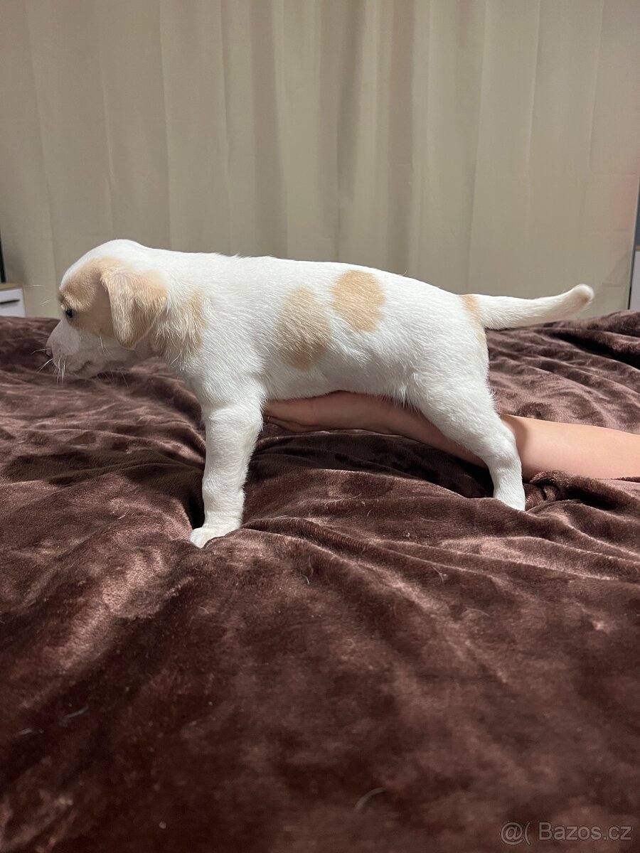 Dánsko Švédský farmářský pes - 8