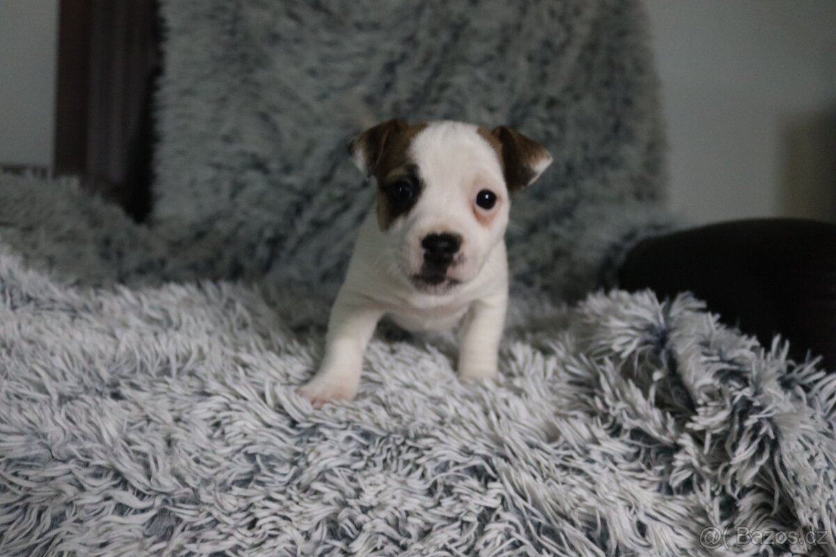 Jack Russell teriér - 8