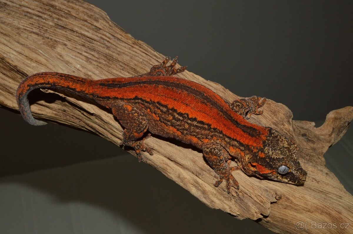 Rhacodactylus auriculatus - 8