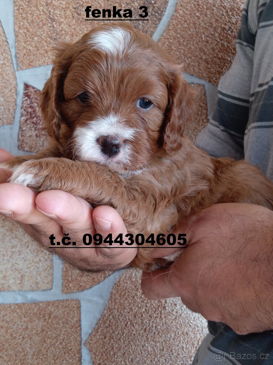 cavapoo - 8