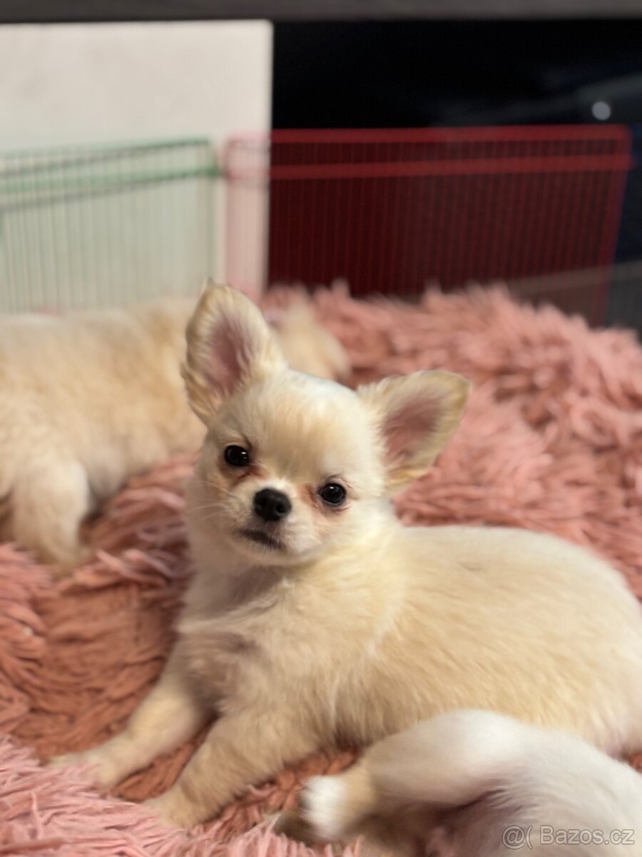 Čivava s PP pejsek - 8