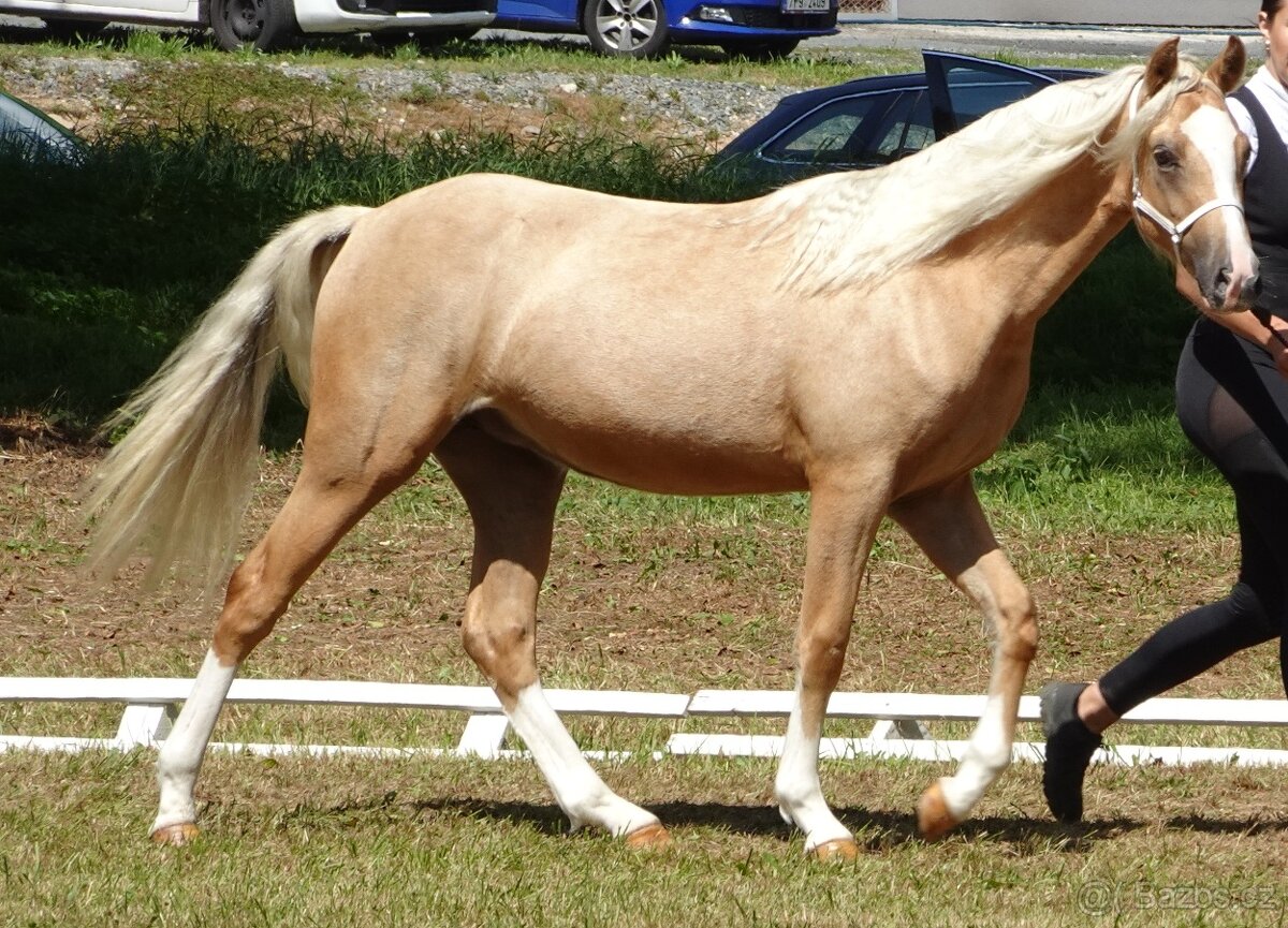 Prodám klisnu welsh pony, sekce B. - 8
