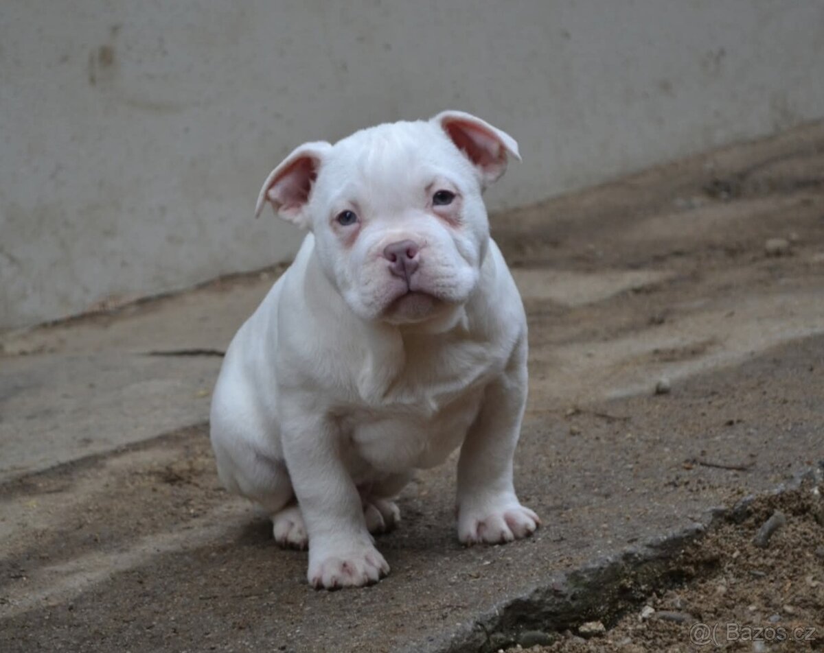 American bully pocket / standard - 8