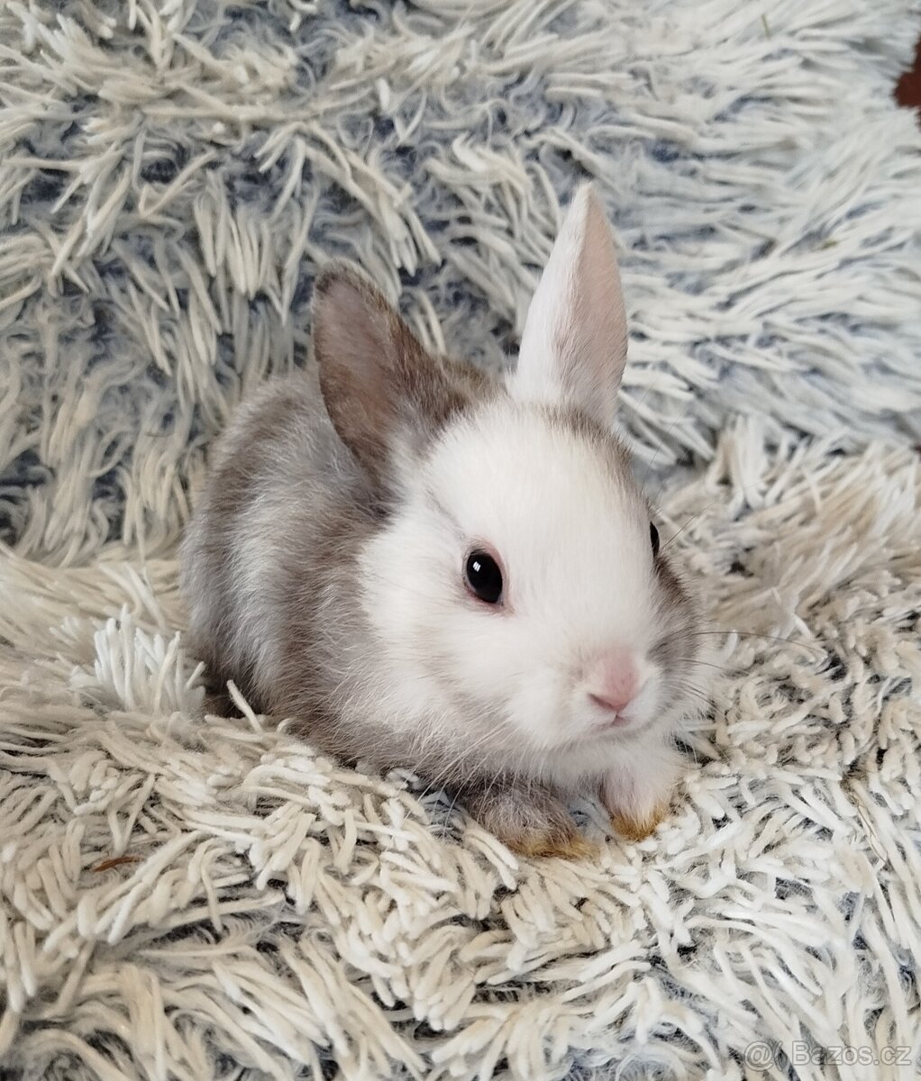 Zakrslý krátkouchý - 8