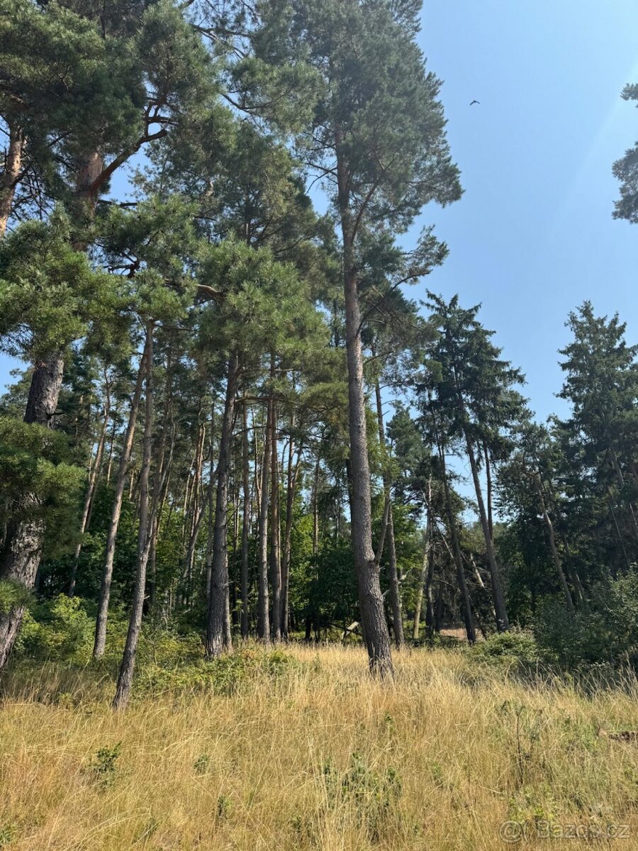 Prodej lesních pozemků v k.ú. Volenice - 8