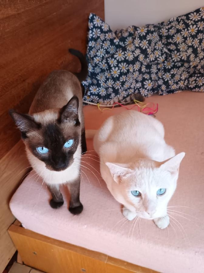 Poslední kocourek - 8