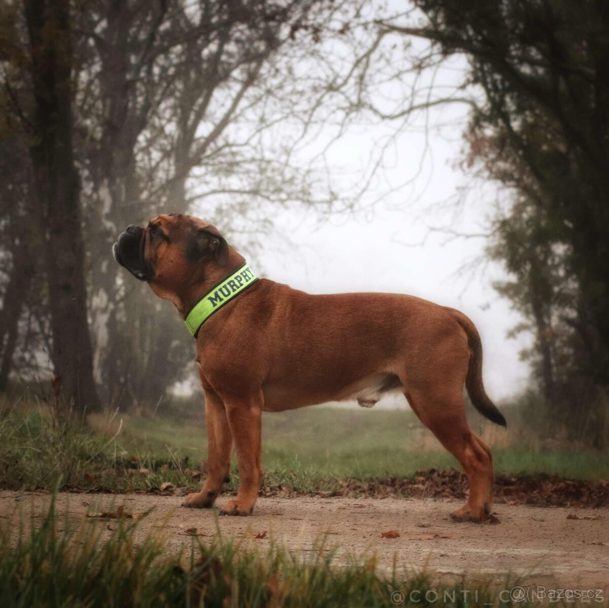 Kontinentální buldok s PP - 8