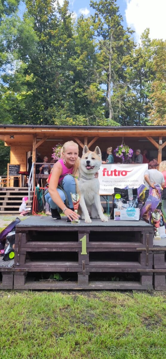 Štěňátka Akita Inu - 8