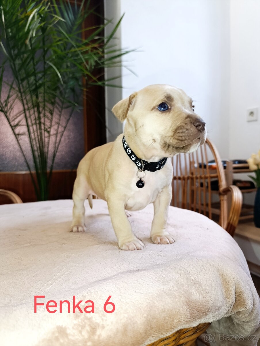 🐾 Americký stafordšírský teriér - 8