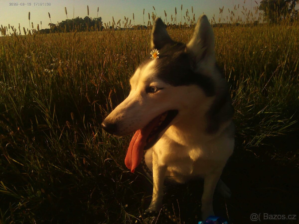 Sibiřský husky kira (čistokrevná, očkovaná, čipována) - 8