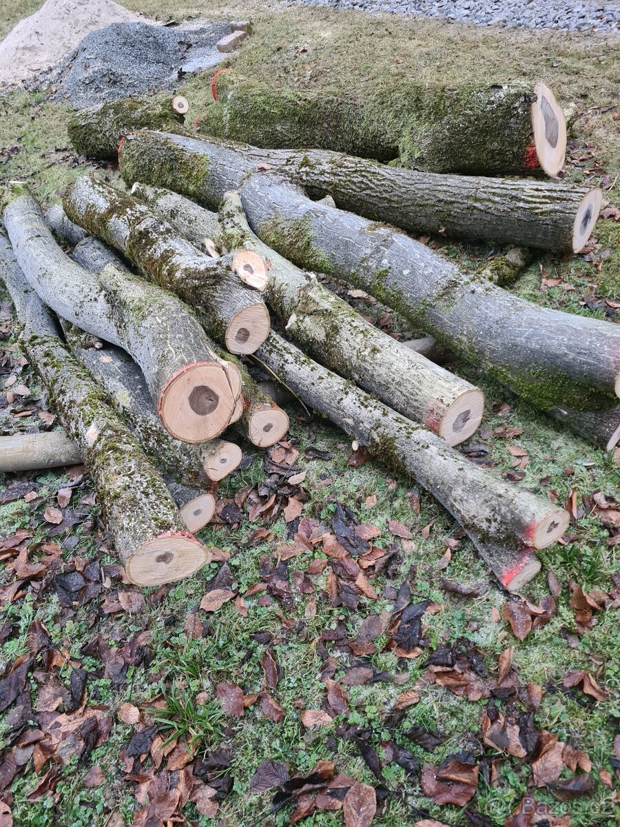 Prodám ořechové dřevo 1,5 m3 - 8