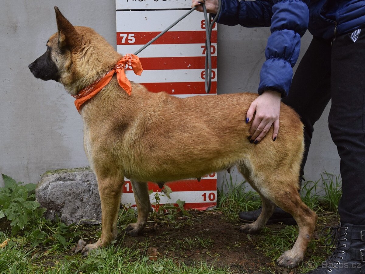 Meggy hledá domov - 8