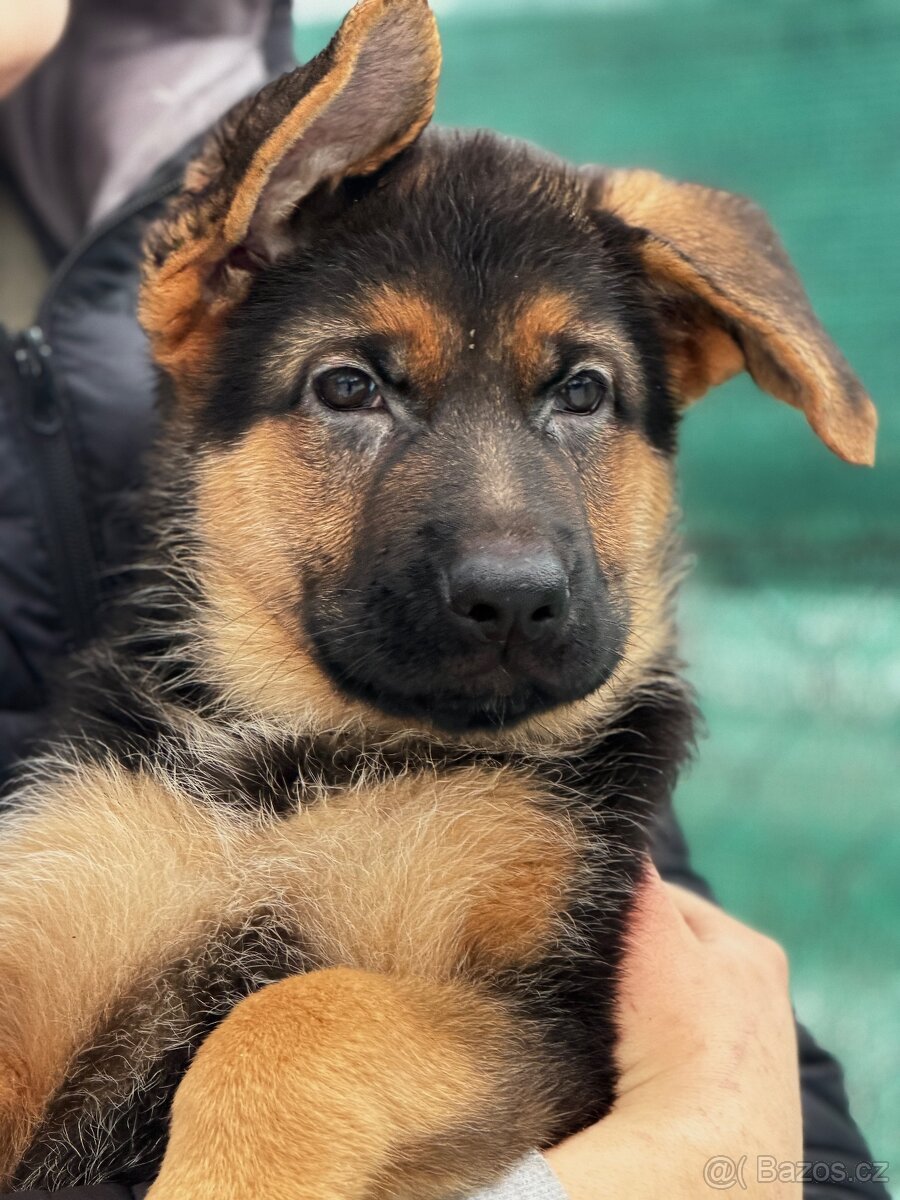 Německý ovčák fenky - 8