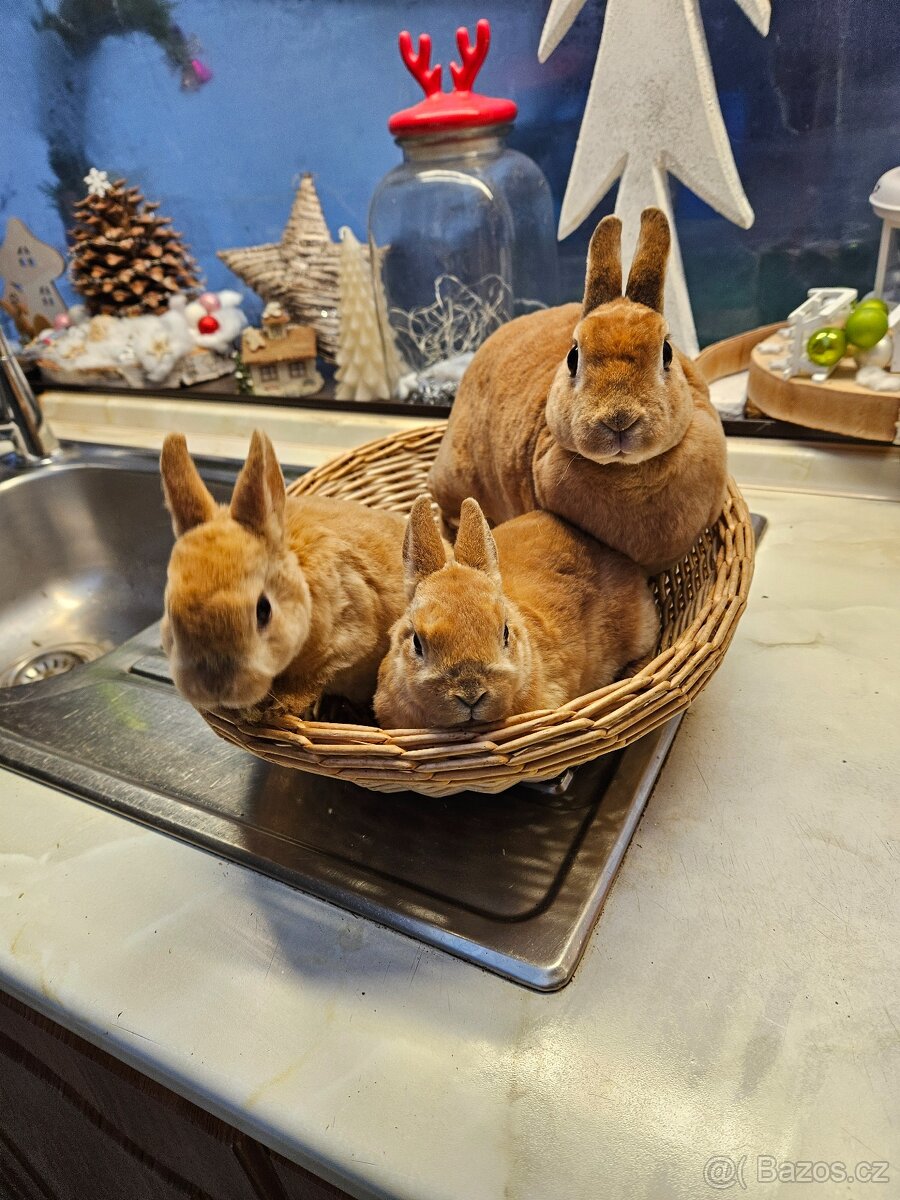 Zakrslý králík - 8