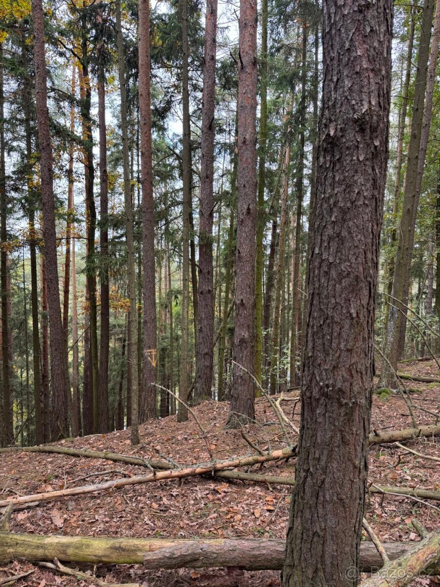 Prodej lesních pozemků v k.ú. Doubrava nad Vltavou - 8