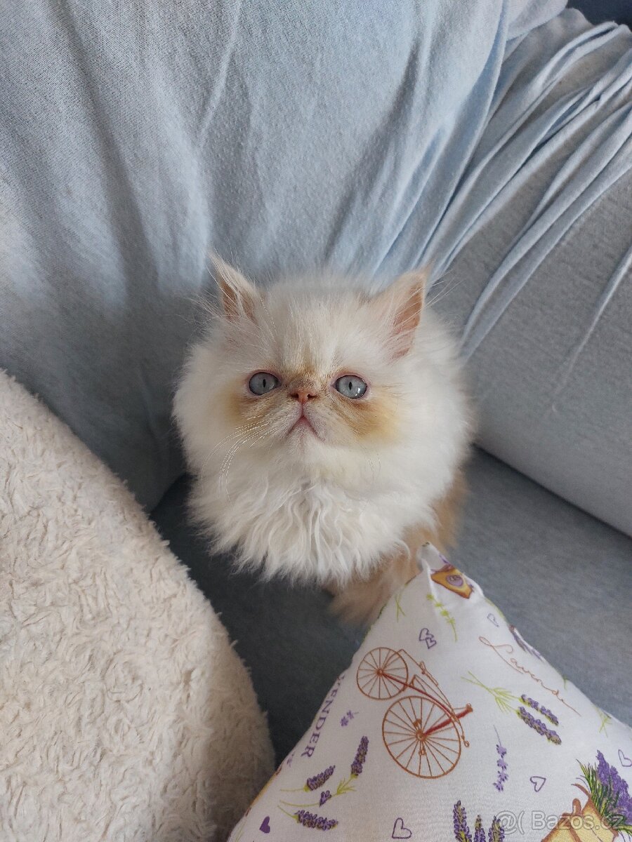 Perský bílo-rezavý kocourek - 8