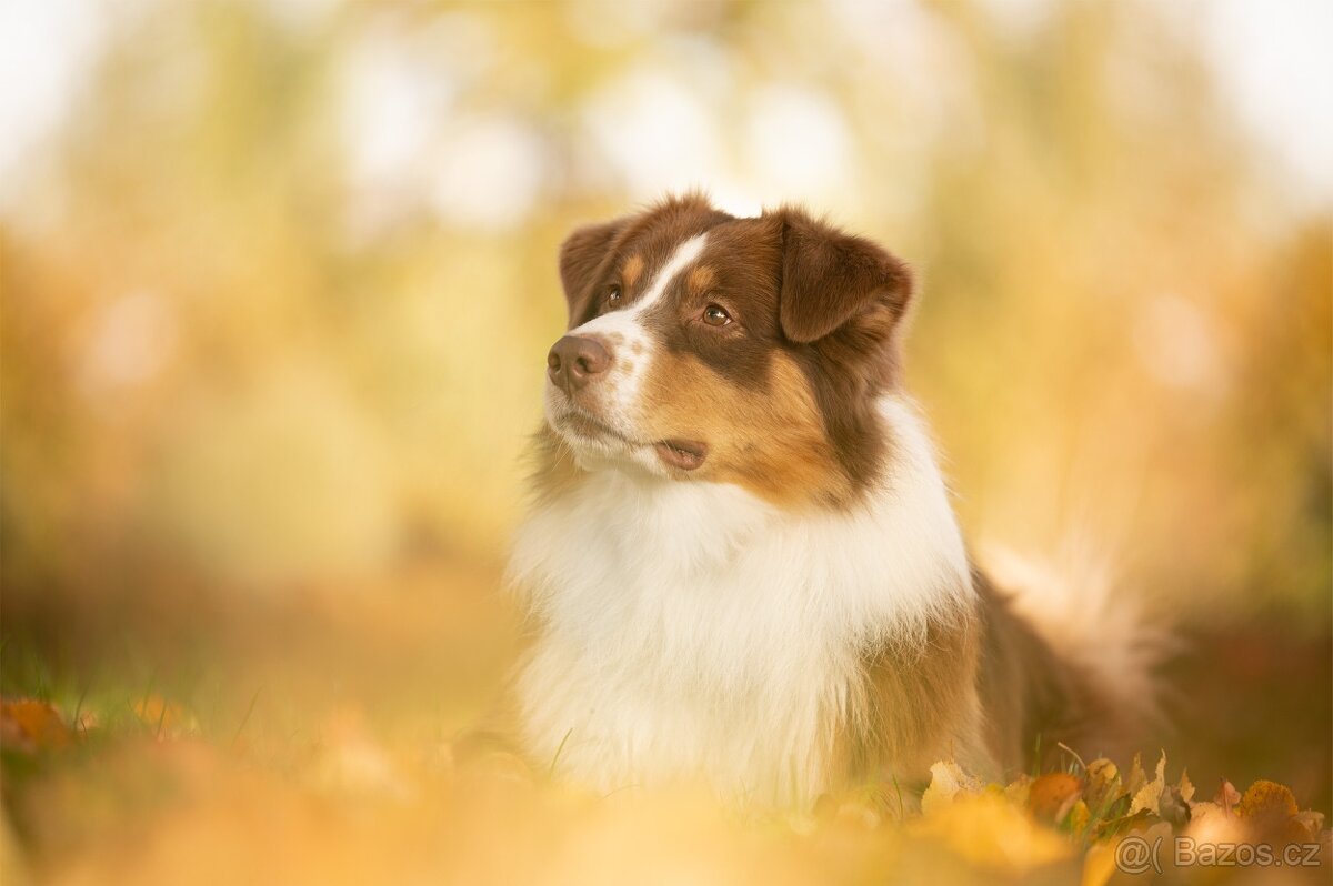 KRYTÍ CHOVNÝM PSEM - AUSTRALSKÝ OVČÁK S PP - 8