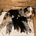 Australský ovčák s PP - štěňata - 8