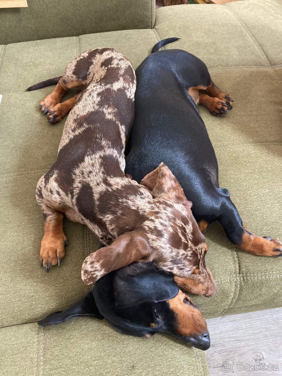 Jezevčík trpasličí krátkosrstý - 8